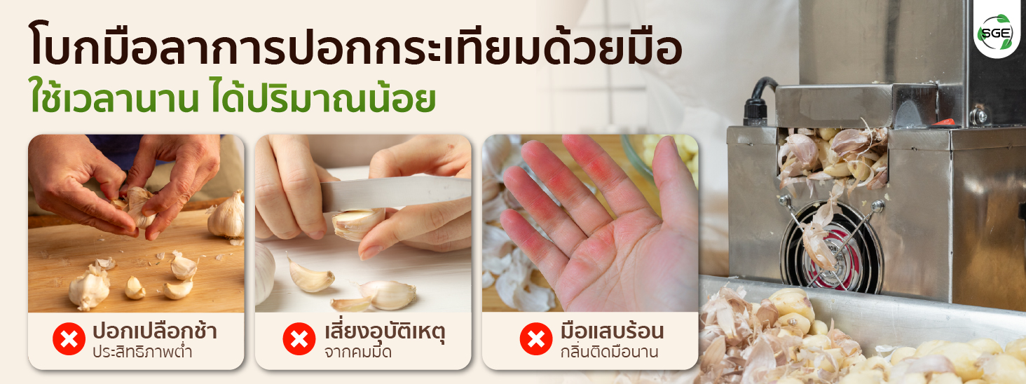 เครื่องปอกกระเทียม เครื่องแกะกระเทียม ปอกกลีบกระเทียม กำลังผลิต 25 กก./ชม. สามารถปอกได้ทั้งกระเทียมไทยและจีน SGE