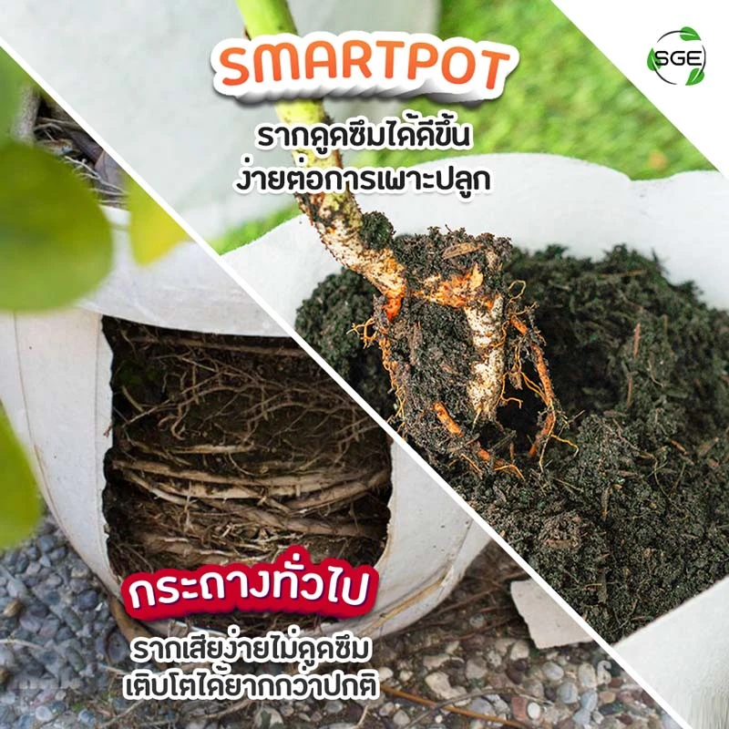 กระถางผ้าสีขาว smart pot