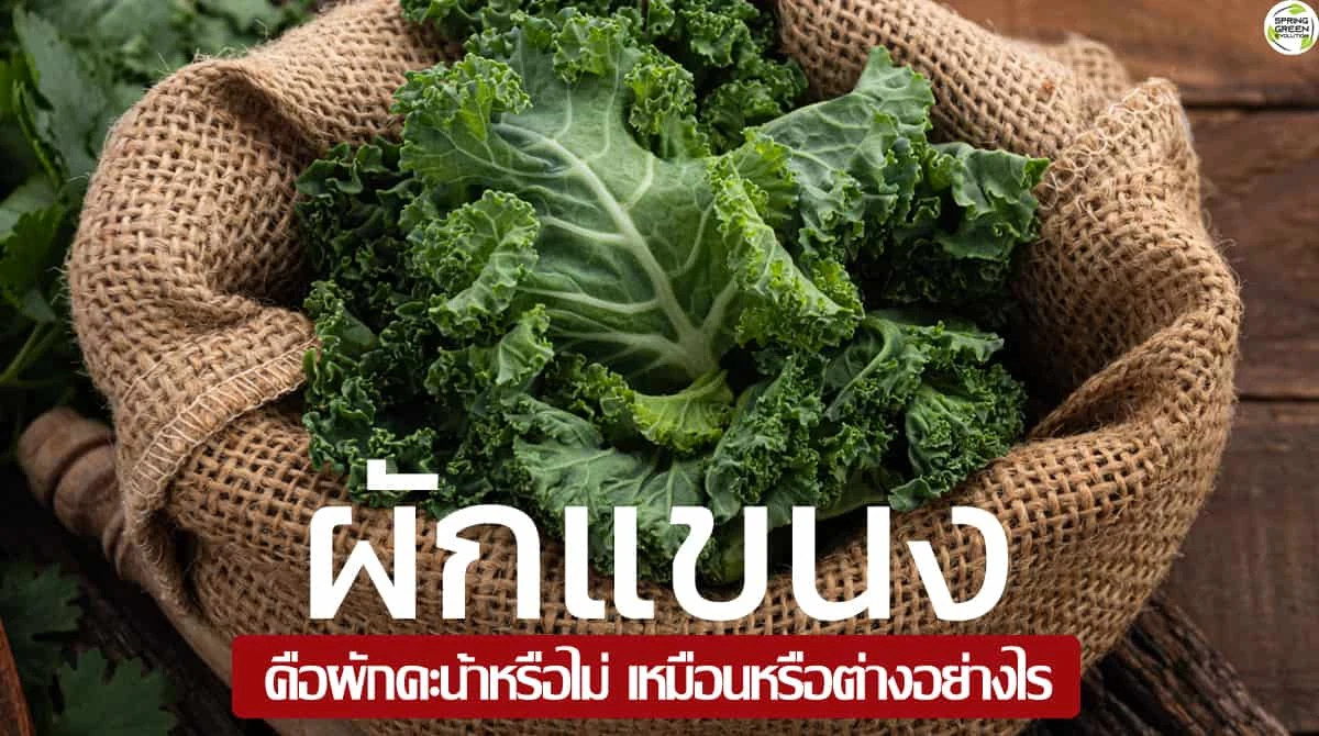 SGE112 ผักแขนง