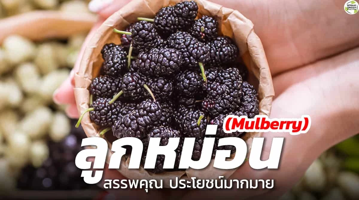 SGE122 ลูกหม่อน
