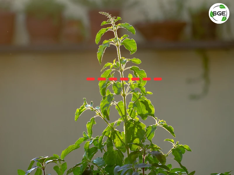 170124-holy basil-branch